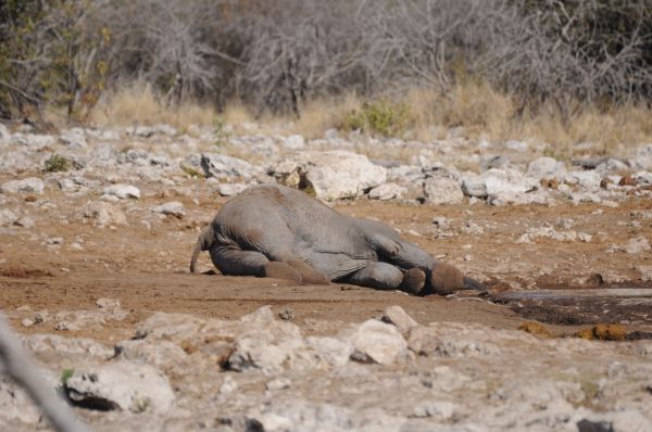 Elephant d afrique (mort) African elephant Loxodonta africana